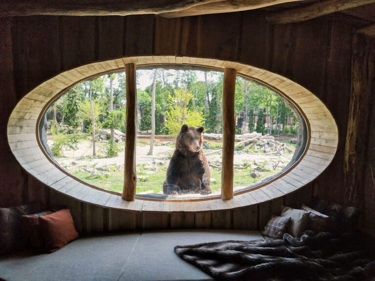 Vue sur les ours bruns à Pairi Daiza Resort près de Mons