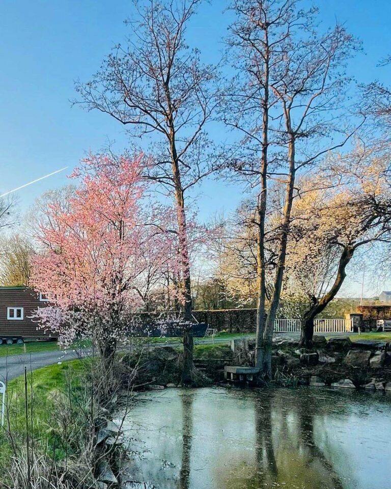 Lac au printemps à Tiny Appoline à Bruxelles