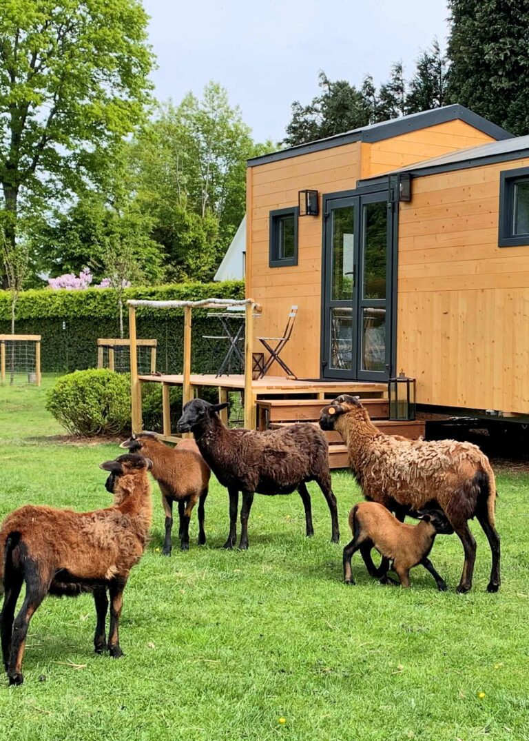 Chèvre à la Joly Tiny House près de Bruxelles