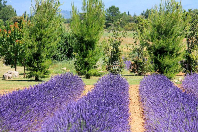 Champ de lavande de Clos les Eydins dans le Luberon