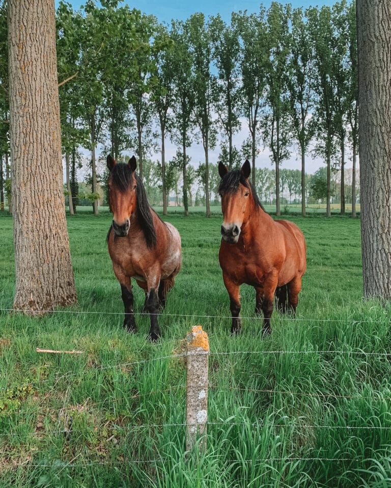 Chevaux en pleine nature près du chalet Bulla Balneum à Pepingen