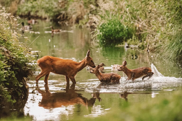 Animaux dans l'eau