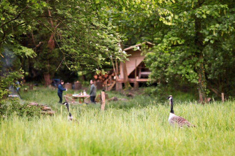 Oies sauvages à Lakhota Glamping