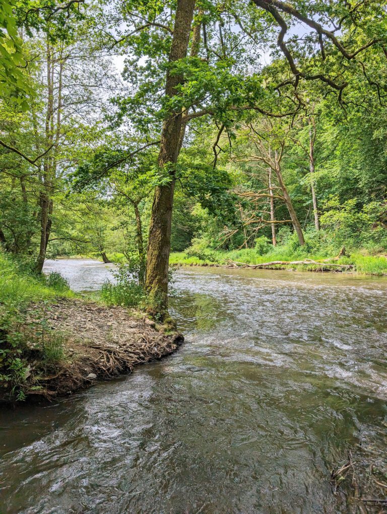 Rivière au coeur de la forêt aux Cabanes de Rensiwez à Houffalize