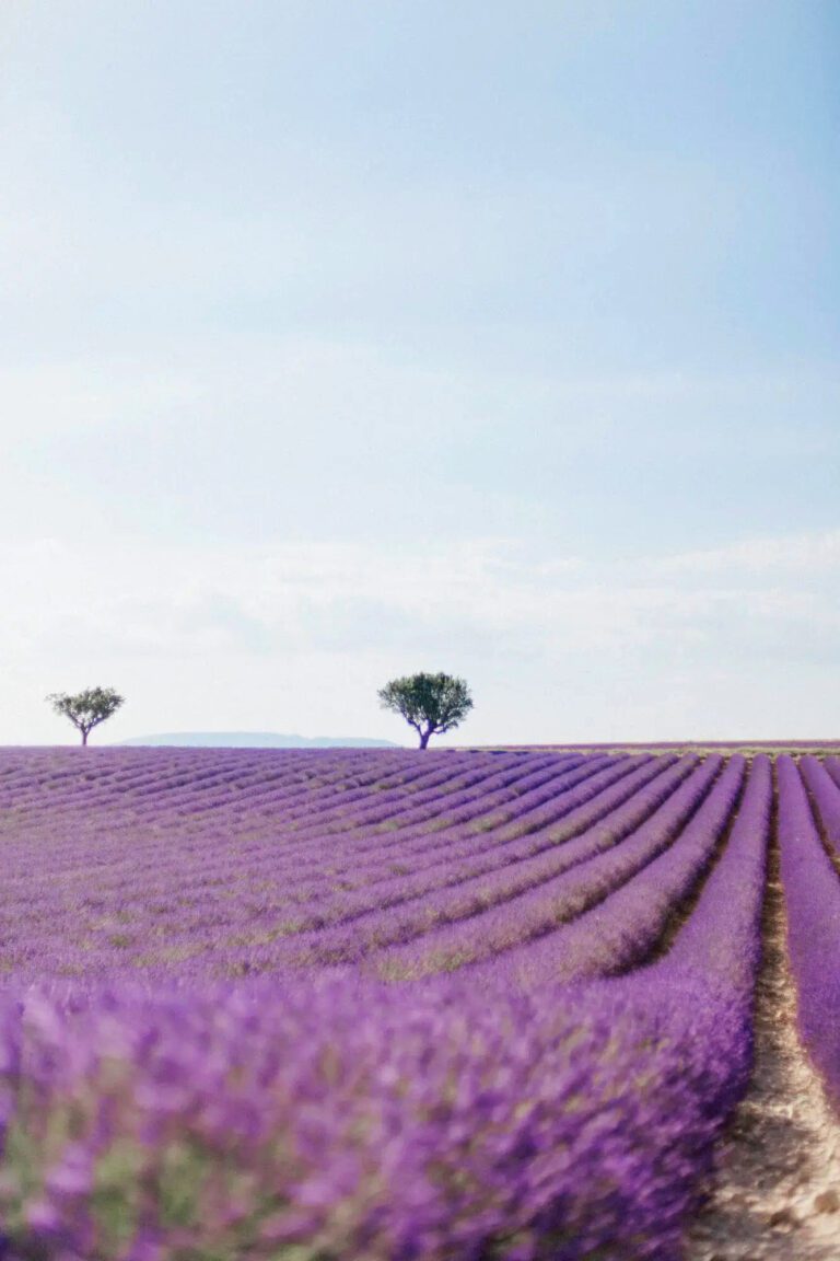 Champ de lavande au Château de Varenne dans le Gard en Provence