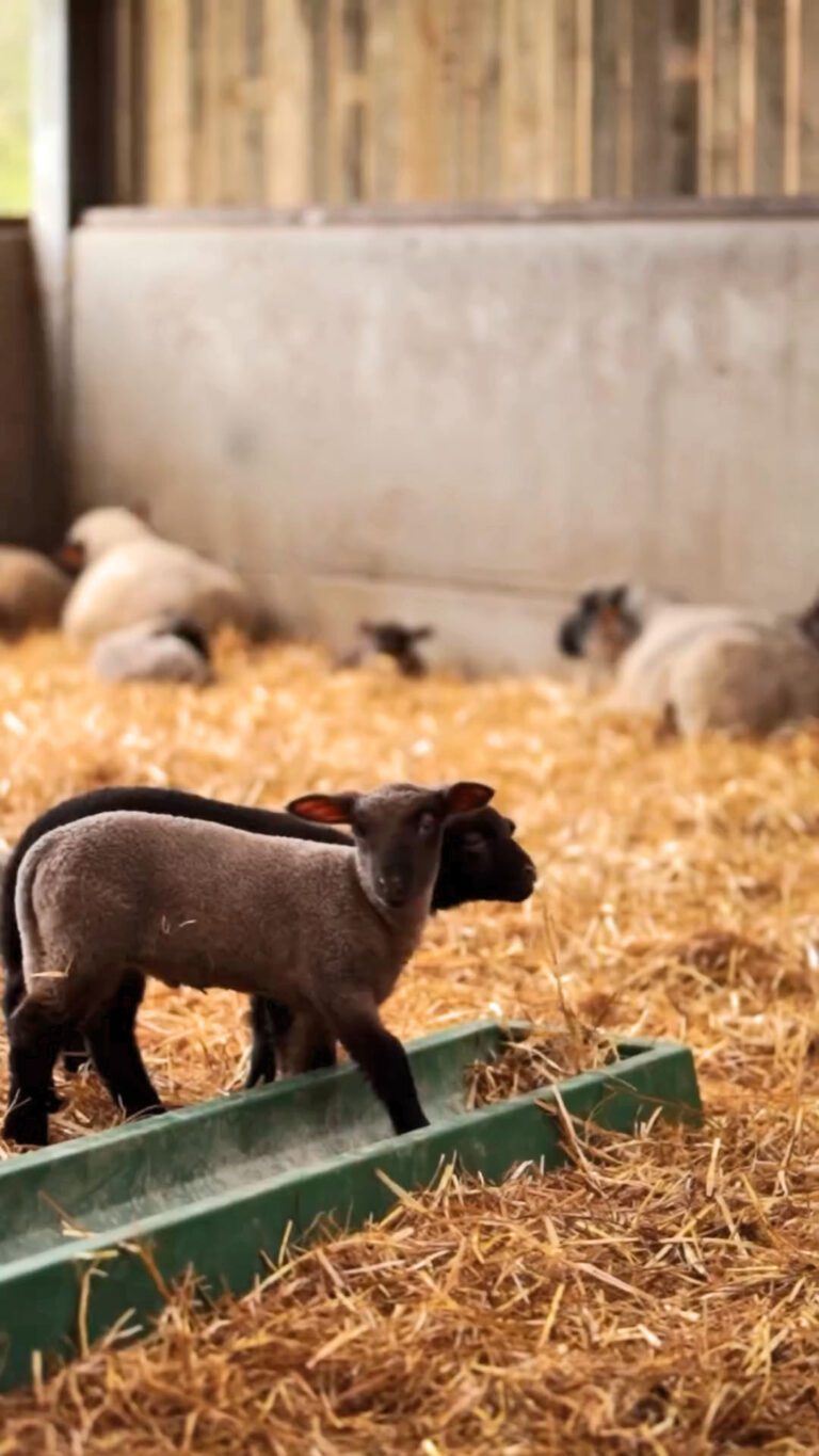 petit bomal ferme cover mouton