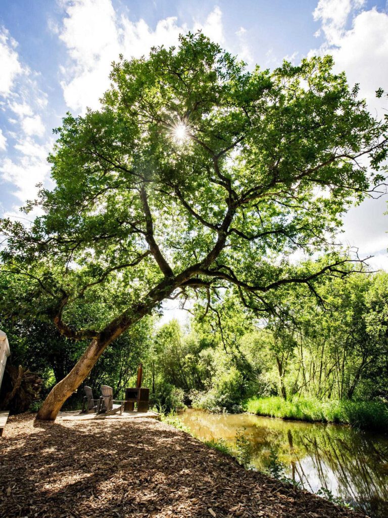 Feu près de l'eau du Nids des Marais près de Ciney