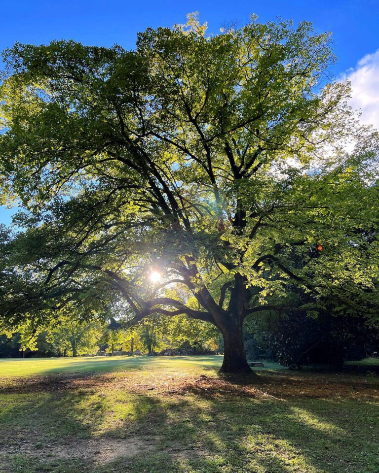 Jardin du Château des Alpilles à Saint-Remy-de-Provence