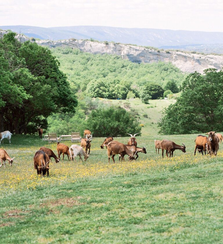 Chèvres du domaine du Castellas dans le Lubéron