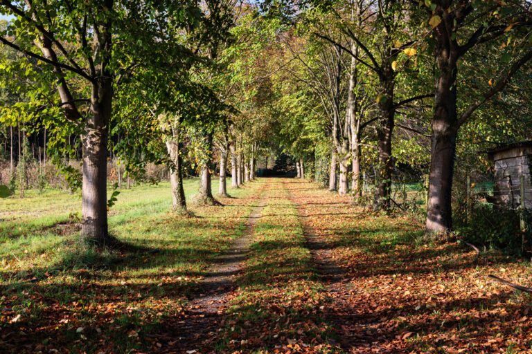 Chemin menant à la cabane Ernesst à Lubbeek