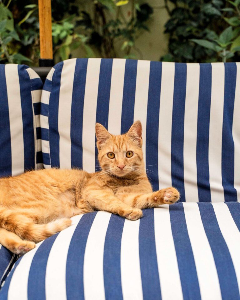 Chat de l'hôtel Rosalie à Paris